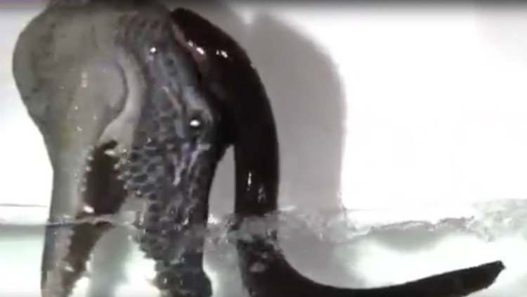 Feroces anguilas eléctricas saltan fuera del agua para atacar a 'depredadores' 