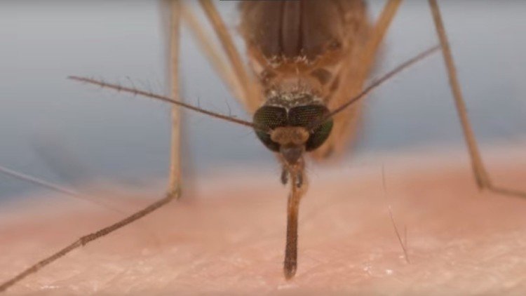 Así es como los mosquitos usan un complicado sistema de 'agujas' para chupar la sangre