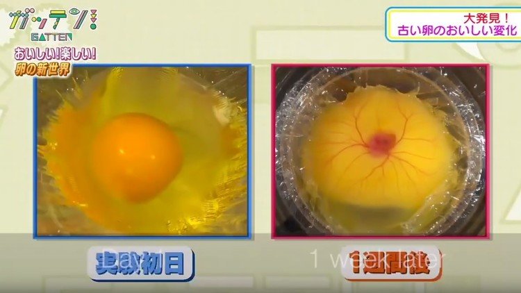 Increíble video: dejan un huevo sin cascarón y nace un polluelo