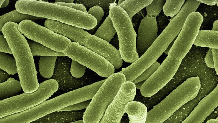Hallan un supermicrobio que puede acabar con los antibióticos ¿Por qué deberíamos tenerle miedo?