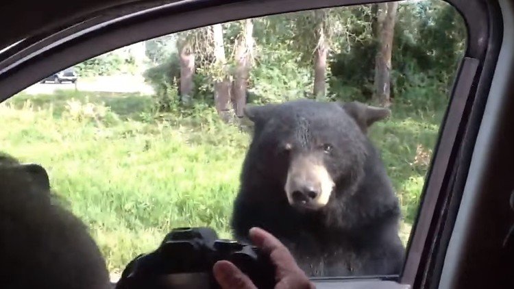 El aterrador momento en que un oso salvaje abre la puerta de tu coche