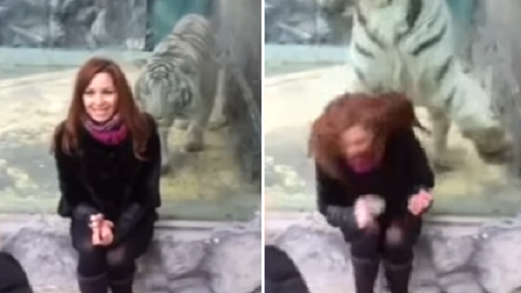 Una joven rusa provoca el 'ataque' de un enorme tigre blanco 