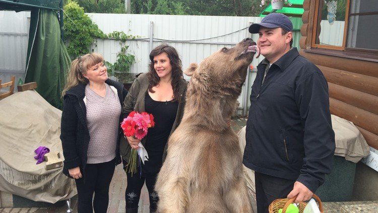 Solo en Rusia: La historia del oso que vive con una familia