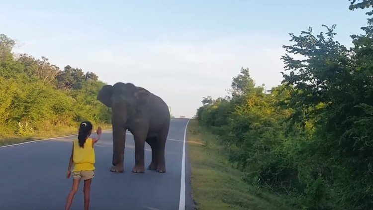 Una niña domina a un elefante salvaje con una sola mano