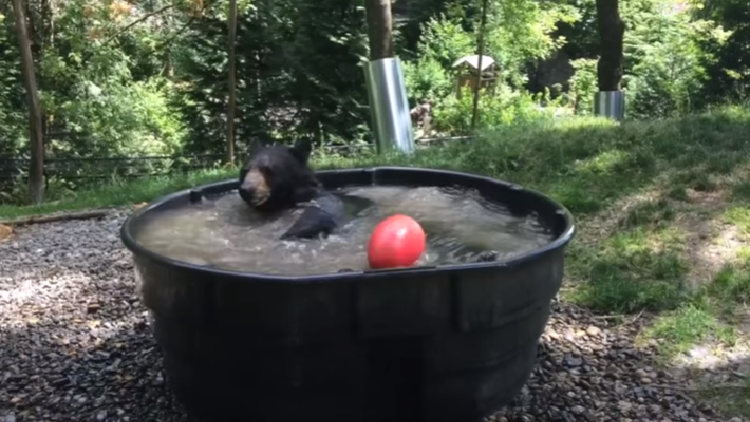El refrescante baño de Takoda, el oso "amigo de todos"