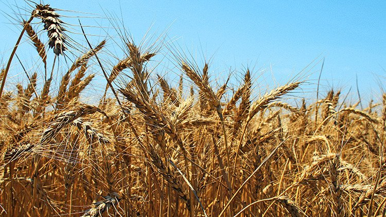 Rusia se convierte en el mayor exportador de trigo del mundo