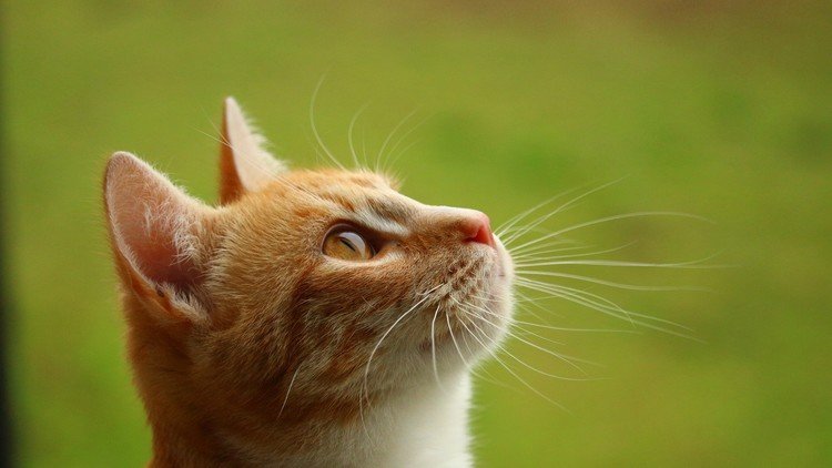Comprobado: Los gatos entienden las leyes de Newton