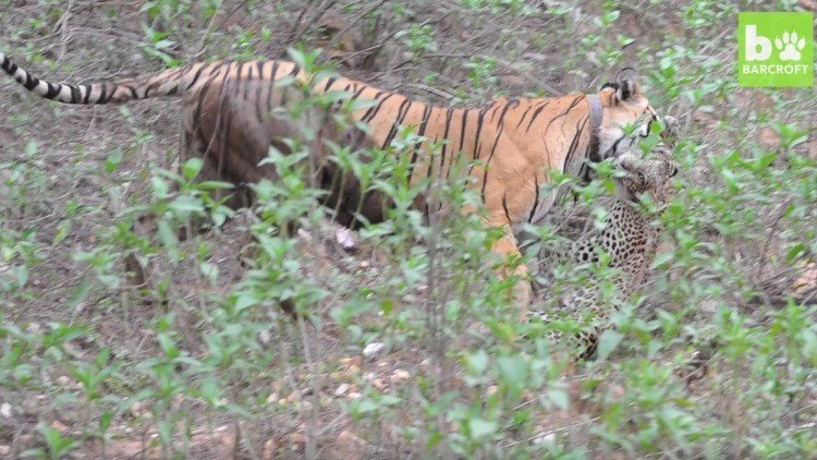 Turistas graban una pelea mortal entre una tigresa y un leopardo (imágenes explicitas)