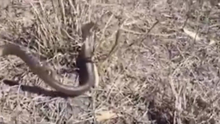 El escalofriante 'ataque aéreo' de una serpiente 