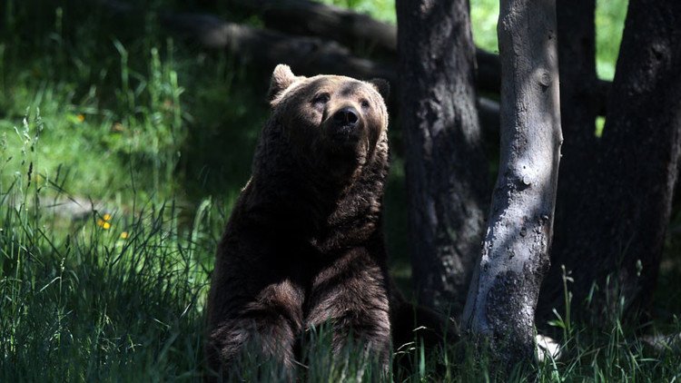 Una rusa da a luz en un bosque rodeado de osos