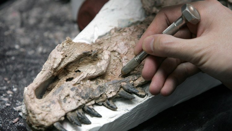 No solo los dinosaurios fueron las 'víctimas' del asteroide hace 65 millones de años