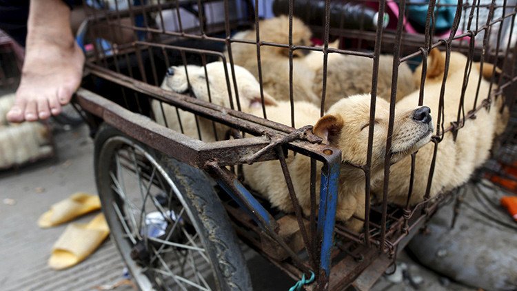 China: El festival de carne de perro de Yulin genera polémica por su crueldad (FUERTE VIDEO)