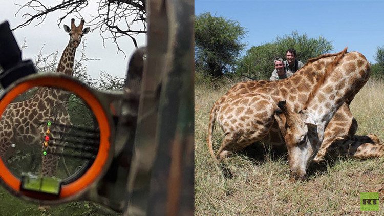 "La carne más rica es la de jirafa": un politico sueco que caza animales salvajes indigna a la Red