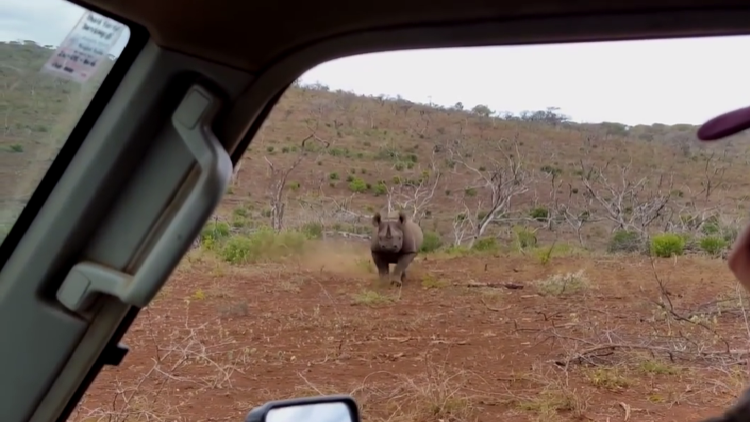 ¡Dije que no quiero fotos! Un furioso rinoceronte ataca a turistas
