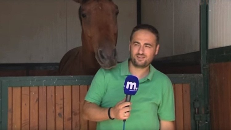 Un caballo interrumpe el reportaje de un periodista