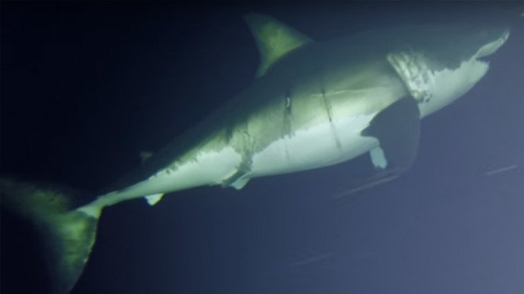 La 'bella durmiente': Filman por primera vez cómo descansa un gran tiburón blanco