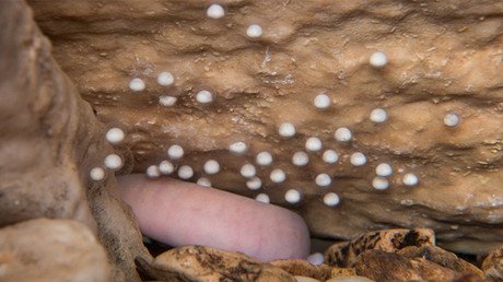 Nace un 'dragón bebé' ante la mirada de científicos