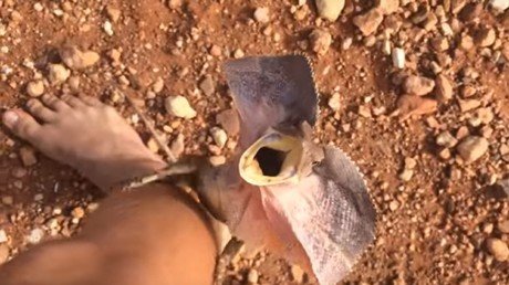 Turistas huyen de un lagarto enfurecido dispuesto a defender su hábitat  