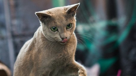 Revelan la búsqueda más popular en Google sobre Rusia y no es nada político