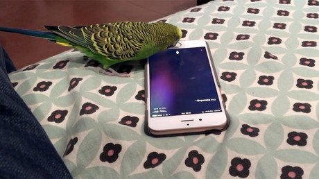 Un periquito se hace amigo del ayudante virtual Siri