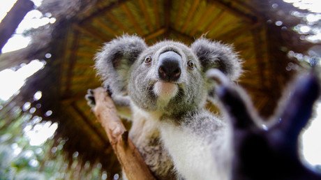 Test sobre curiosidades: ¿Es capaz de adivinar cuáles de estos asombrosos hechos son verdad? 