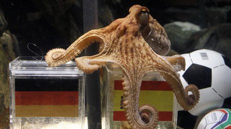 El pingüino, el koala o Microsoft: ¿Quién acertará en la Eurocopa 2016?