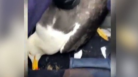 Una gaviota choca contra un helicóptero y solo uno de ellos 'sobrevive' tras la colisión