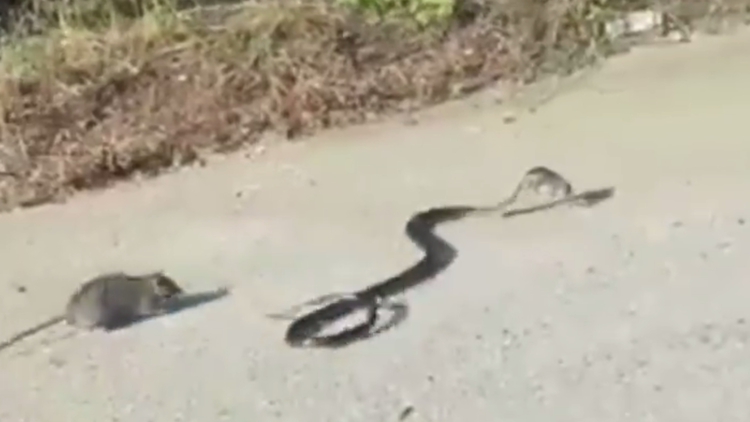 Una mamá rata lucha contra una serpiente para salvar a su bebé