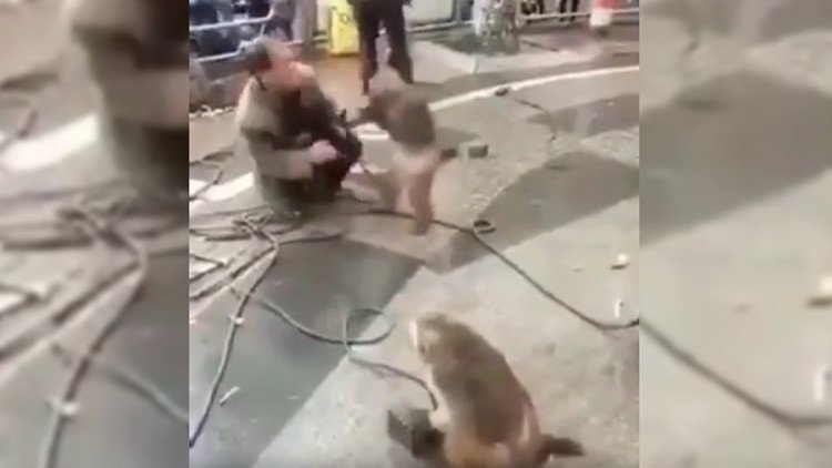 Un mono ataca a un hombre con un cuchillo de carnicero