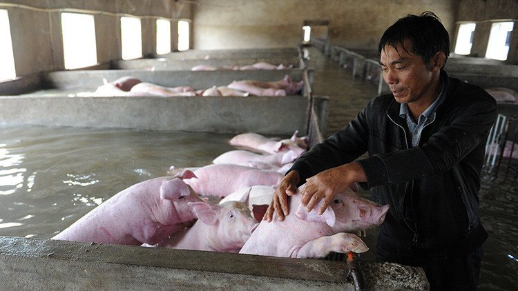 Entre lágrimas: granjero abandona a sus 6.000 cerdos tras las fuertes inundaciones en China (fotos)