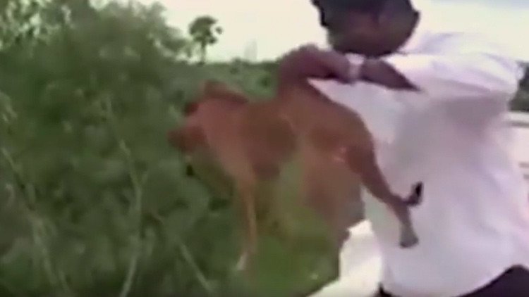 Vídeo inhumano: un hombre sonríe y tira a un perro desde un tejado en la India