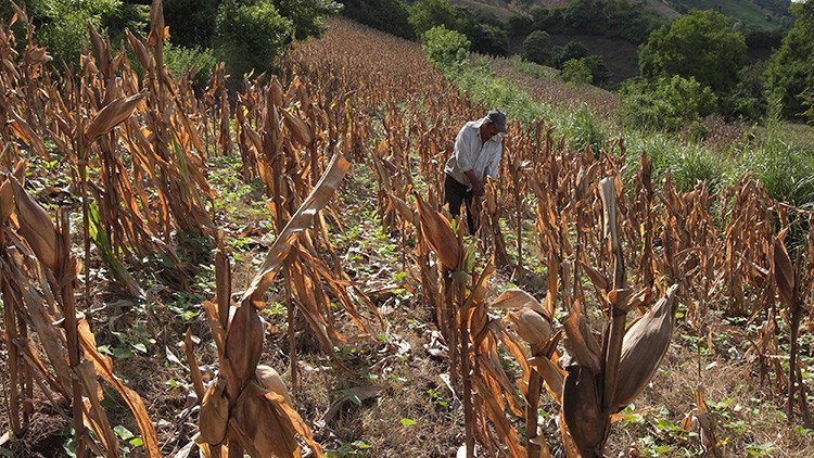 FAO: América Latina puede erradicar el hambre en 2025