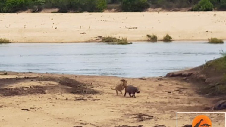 Pequeño pero valiente: una cría de hipopótamo defiende a su madre de un león
