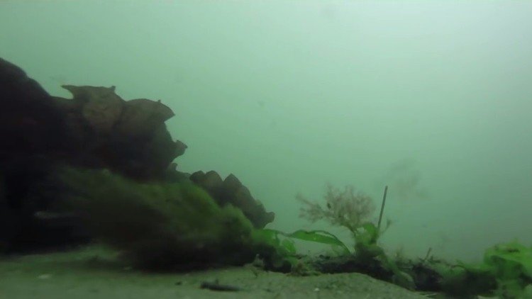 Increíbles imágenes filmadas por una GoPro que pasó casi un año en el fondo del mar