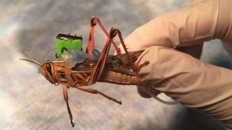Langostas 'cyborg': El proyecto de los insectos capaces de detectar bombas