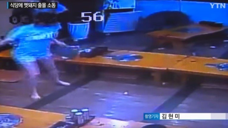 Un jabalí se cuela en un restaurante y lo pone todo patas arriba
