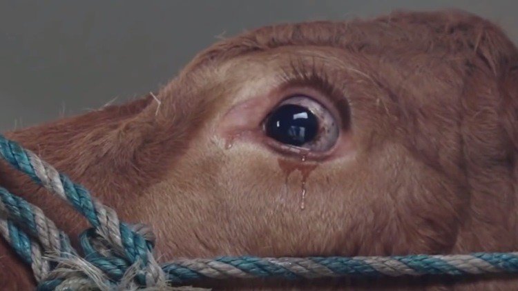 Una vaca llora al saber que irá al matadero