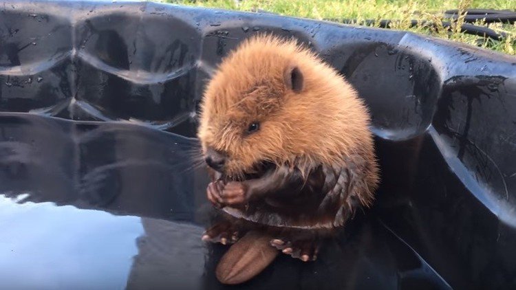 Un encantador castor conquista la Red con sus baños en la piscina