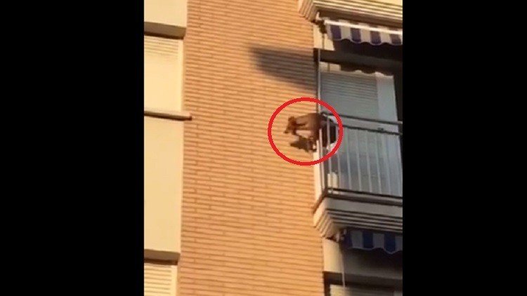 España: Un perro encerrado en un balcón sin agua ni comida cae al vacío al intentar escapar