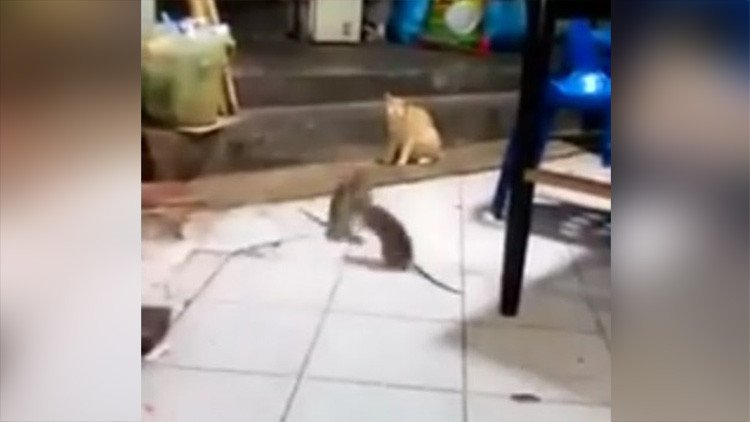 Un gato observa plácidamente una pelea entre dos ratas 