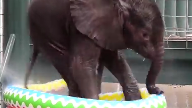 La sorprendente reacción de este bebé elefante al bañarse en una piscina por primera vez