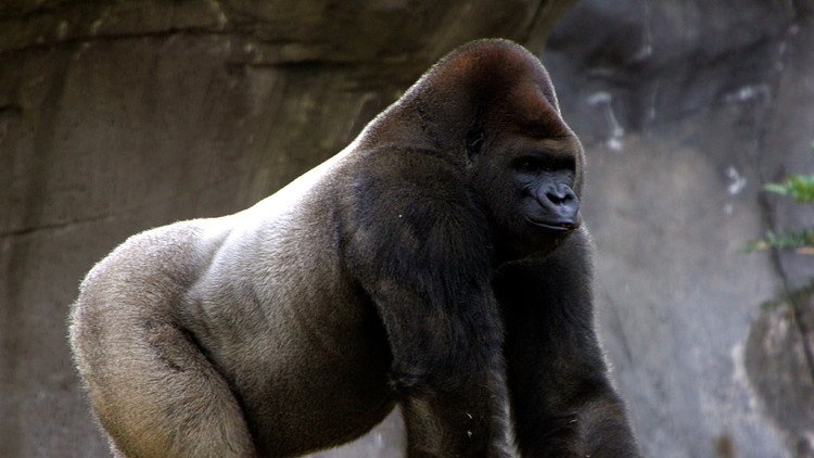 ¿Por qué la muerte del gorila Bantú impactó tanto en la sociedad mexicana?