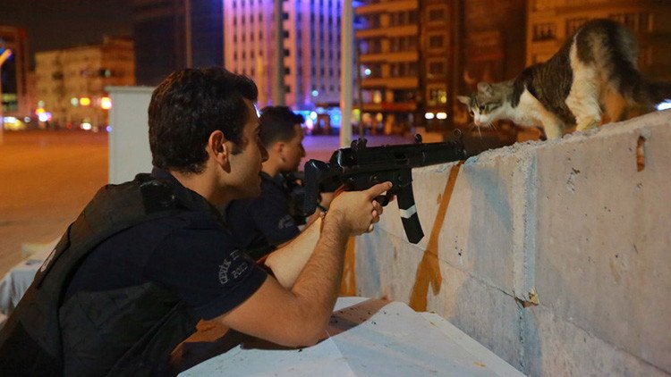 La mascota del golpe: La foto de un gato conquista Internet durante la intentona golpista en Turquía