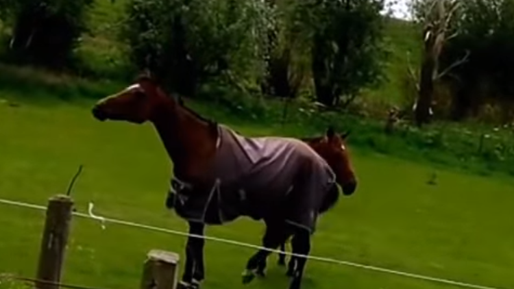 El 'baile' de este caballo rockero se vuelve viral en internet 