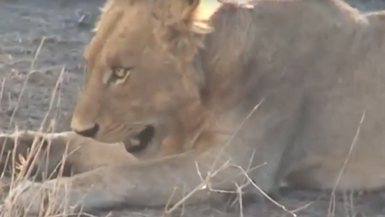 Pelea dispareja: Un puercoespín se enfrenta a una manada de leonas hambrientas