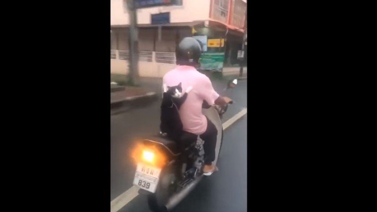 Este video de un gato motociclista será lo mejor que verá hoy