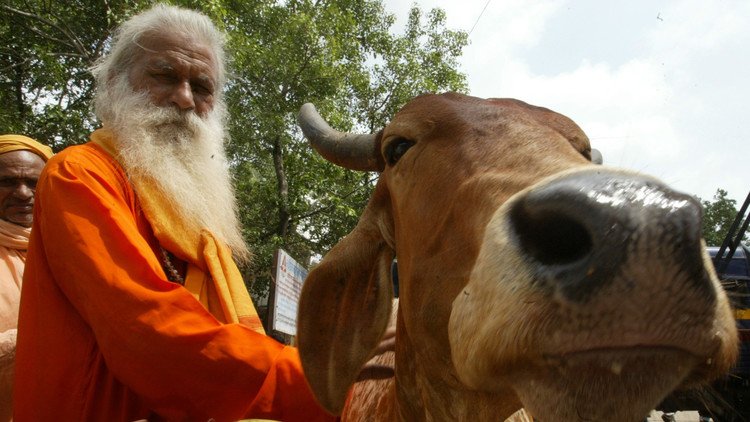 Más cara que la leche: la orina de vaca, un éxito comercial en la India