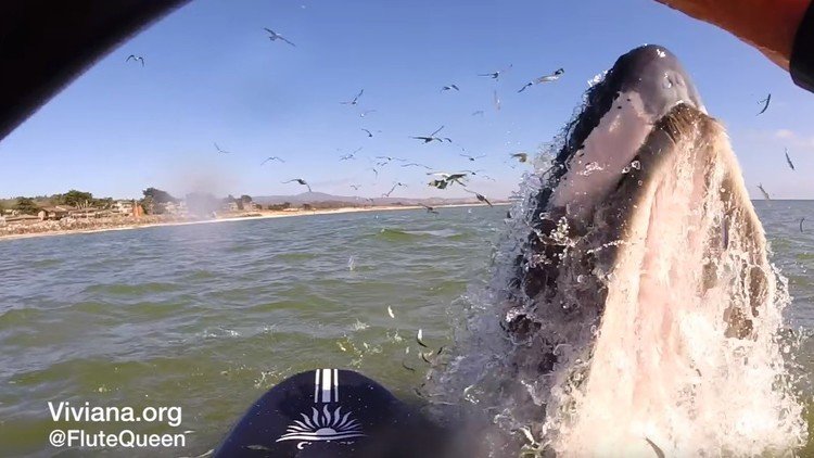 Una ballena sorprende a una surfista al intentar montarse en su tabla