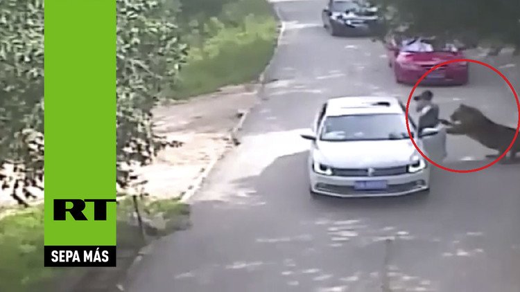 Terrorífico momento en que un tigre mata a una mujer delante de toda su familia