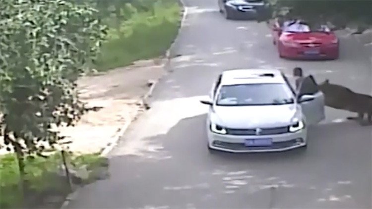 Un tigre mata a una mujer en China delante de toda su familia (FUERTE VIDEO 18+)